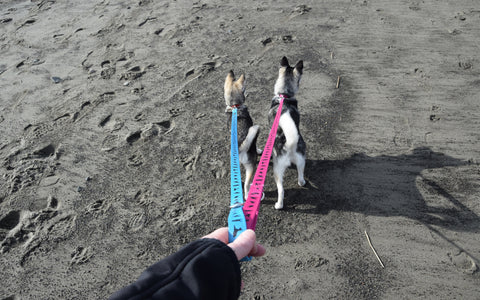 dog leash training