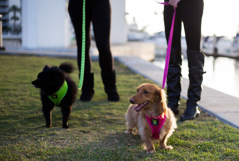 dog harness