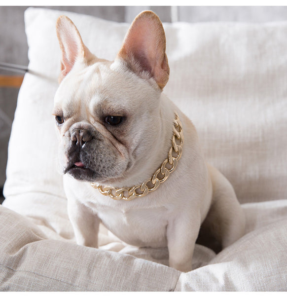 french bulldog with gold chain