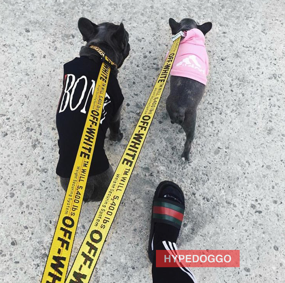 off white dog leash