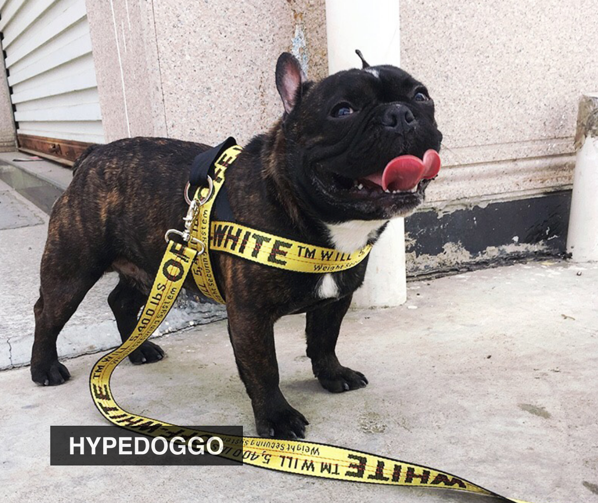 off white dog leash and collar