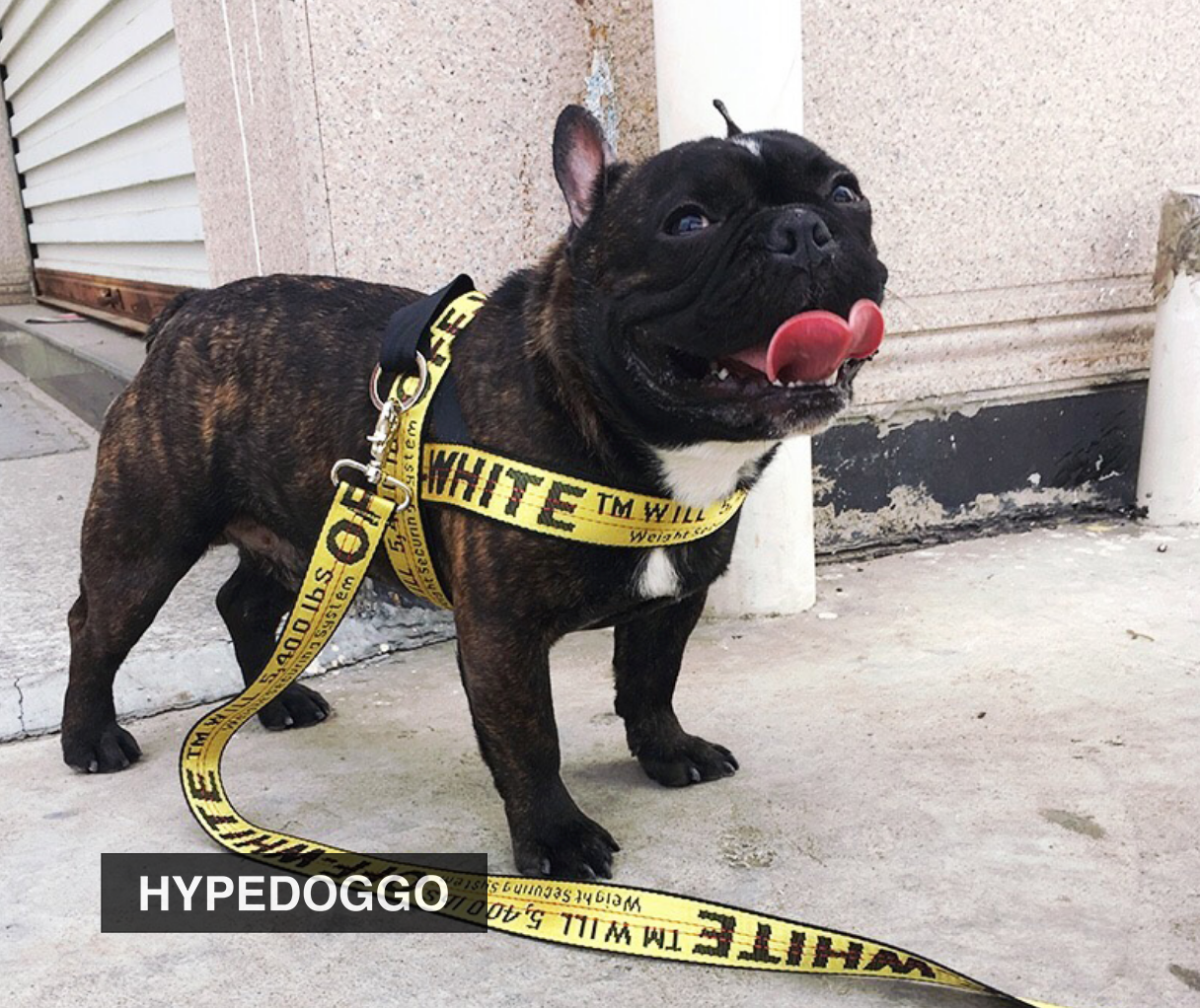 off white dog leash