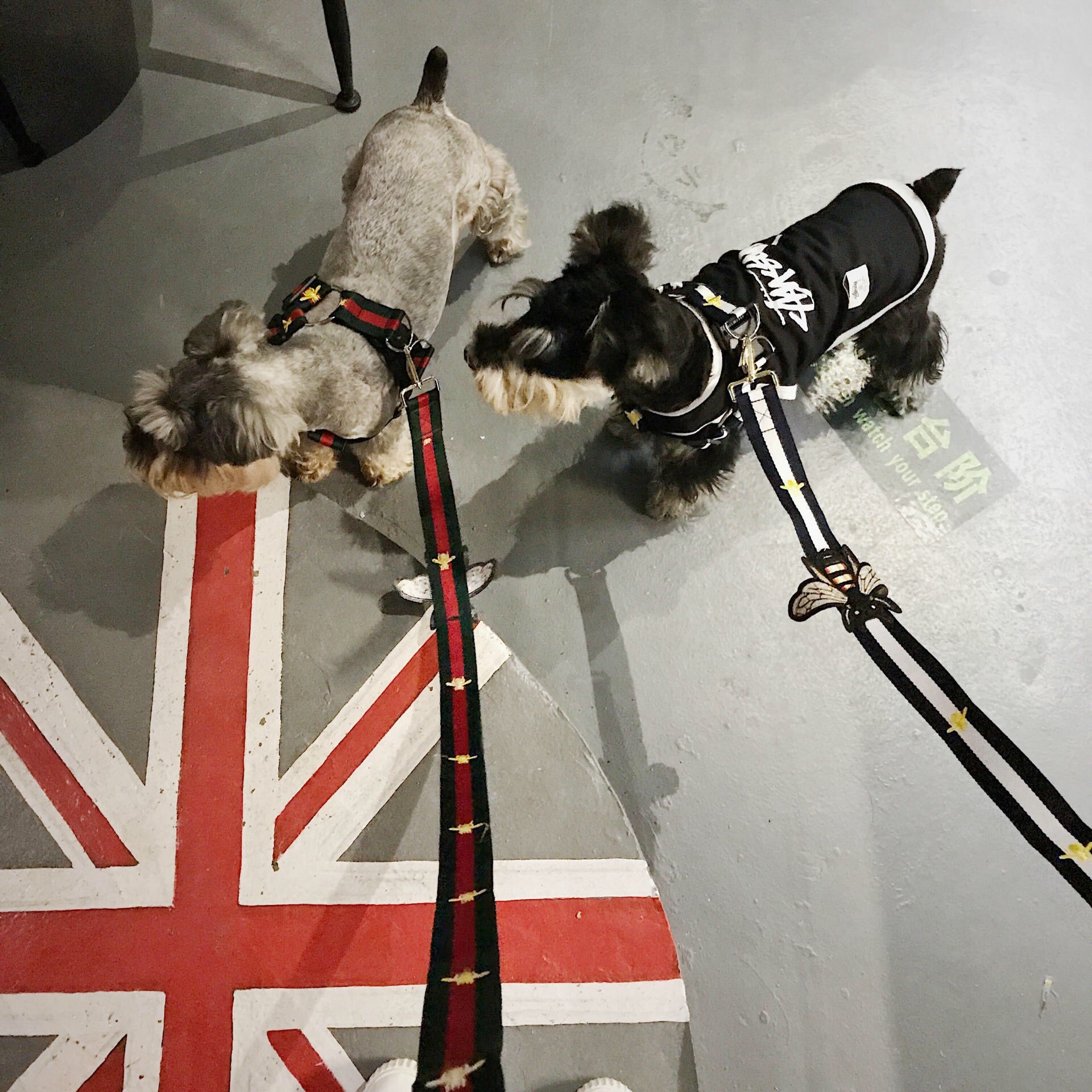 gucci dog collar and leash