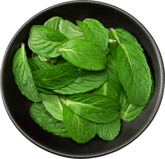 Bergamot Mint