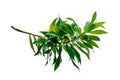 tea tree leaf.jpg__PID:310c423f-2b3a-4902-99ae-779cb8e9df0a