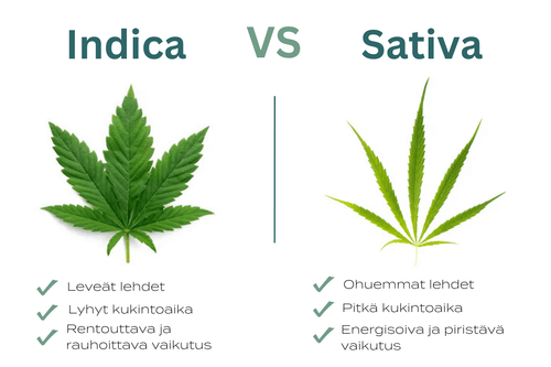 indica vs sativa