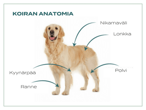 koiran anatomia