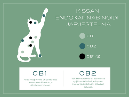kissan endocannabioidijärjestelmä
