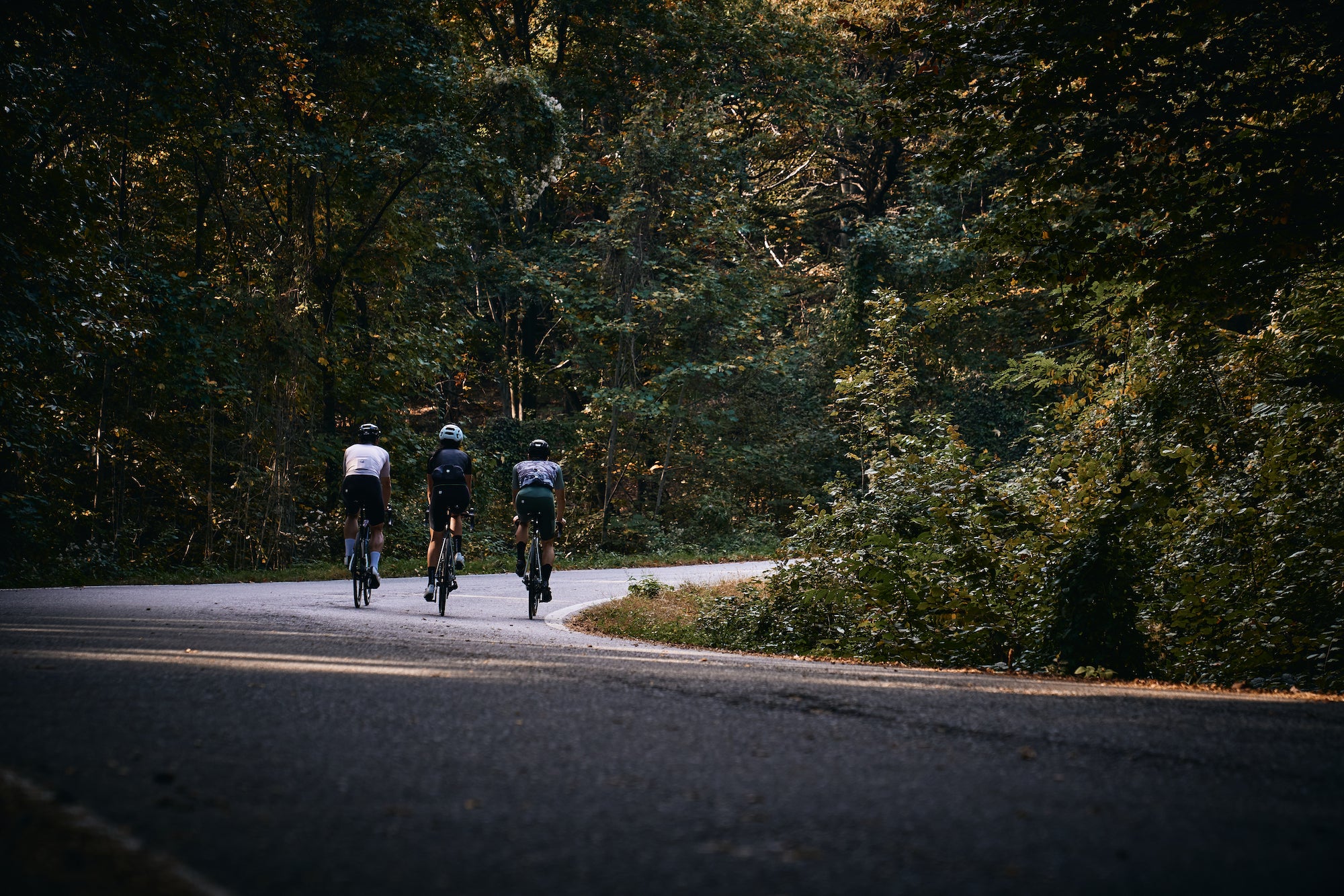 Three riders on their bikes cycling down a path surrounded by high trees