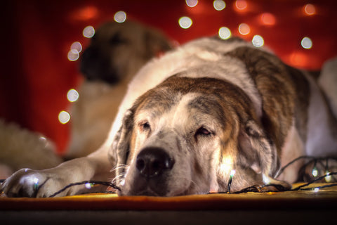 Tired dog on Christmas day sleeping by the fairy lights