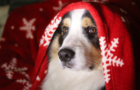 Dog under a snowflake pattern pet blanket