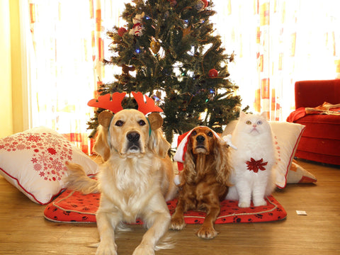 Labrador with reindeer antlers, Spaniel with Santa hat and Cat sitting by the Christmas tree