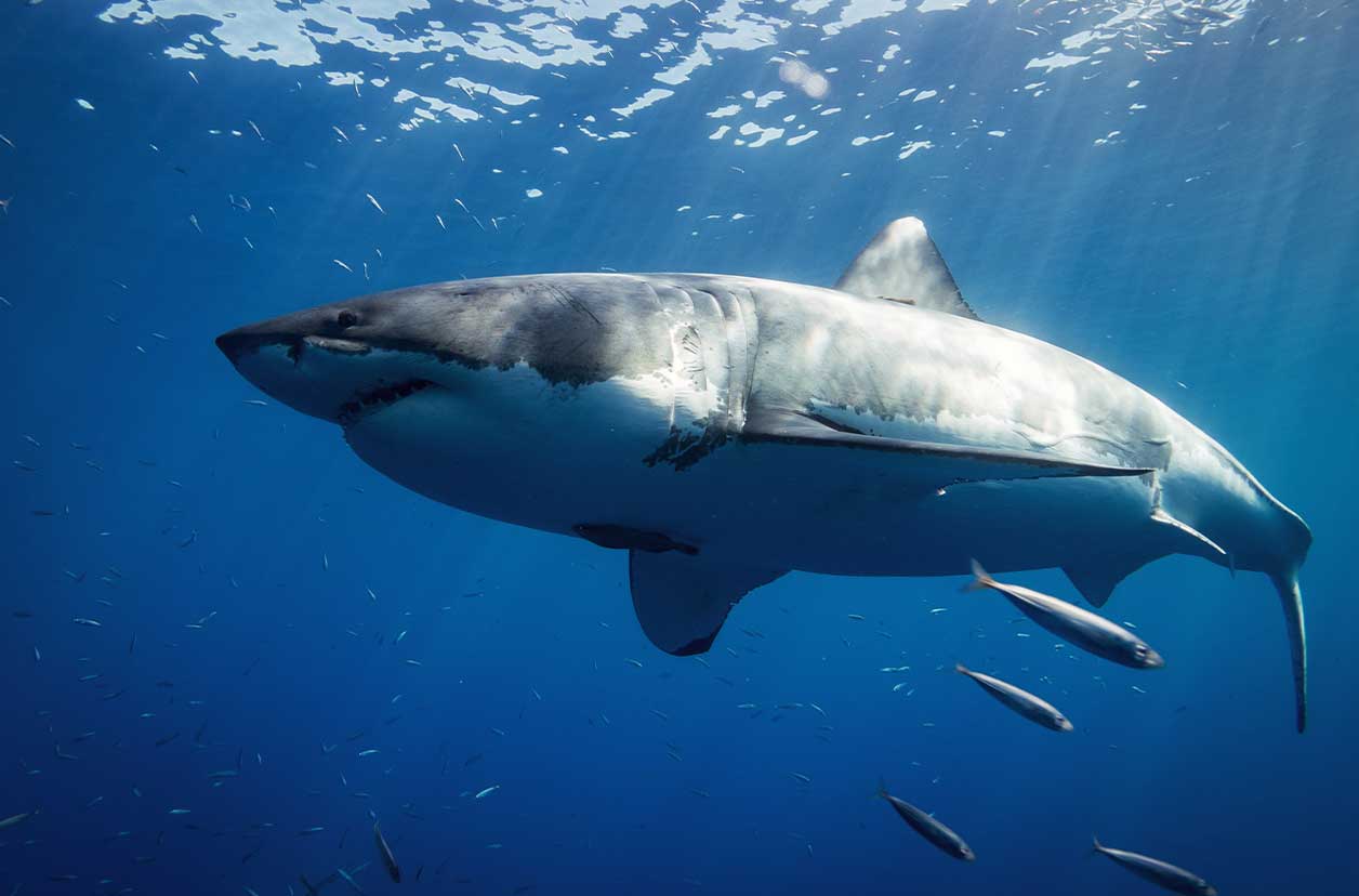 Great white shark in blue water