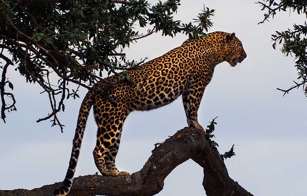 Leopard in a tree kruger national park