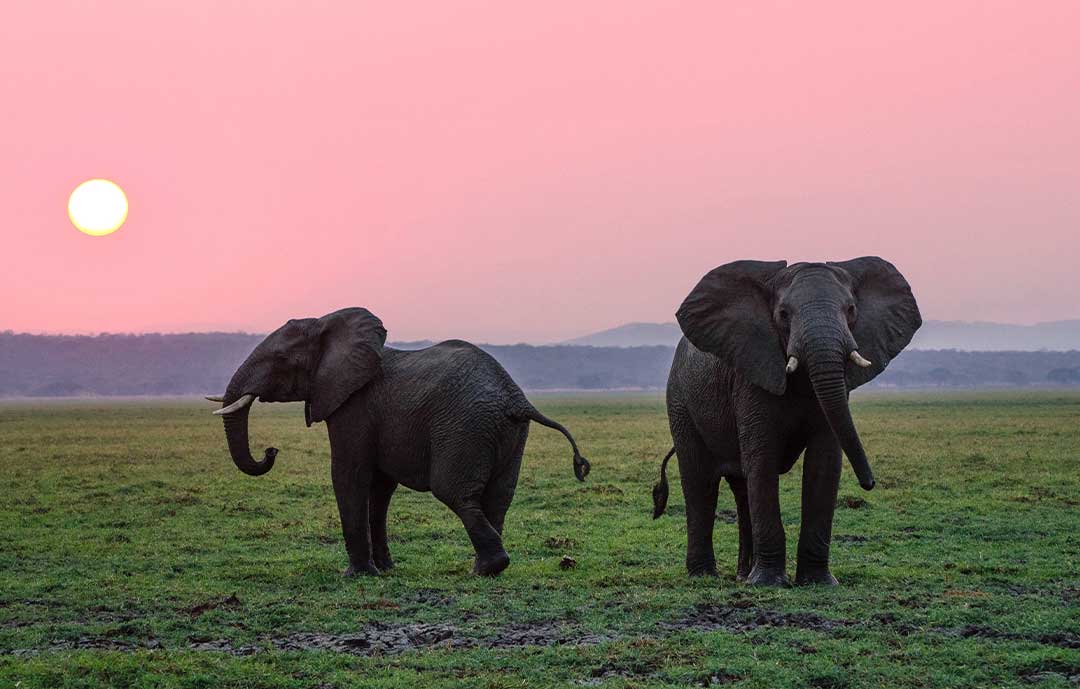 Kruger National Park Elephants in the Sunset