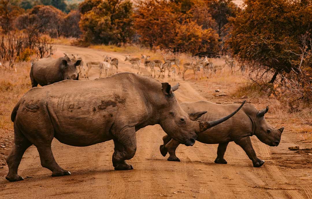 Rhinos walk across a road