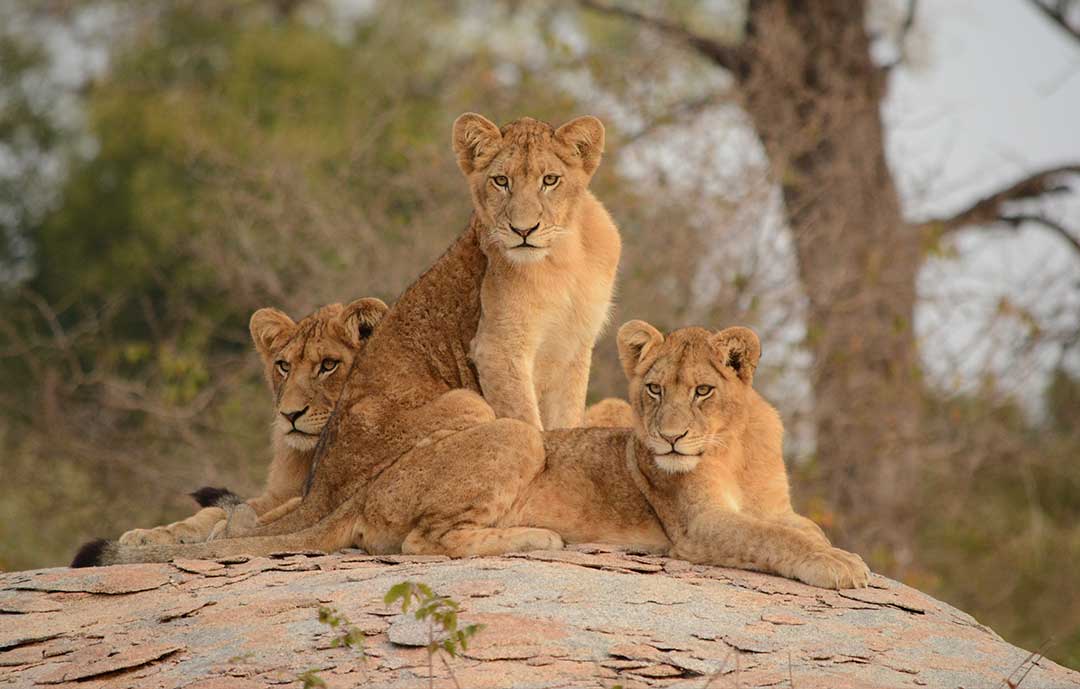 lionesses sitting on a rock in the Kruger national park