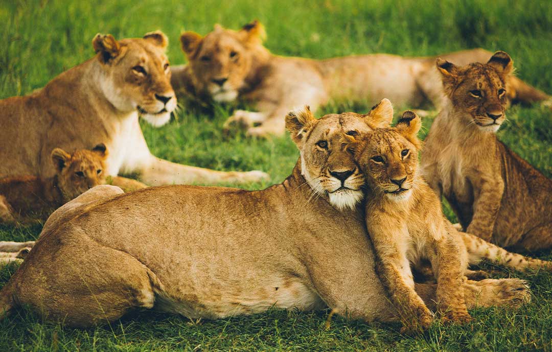 Lions in the kruger national park