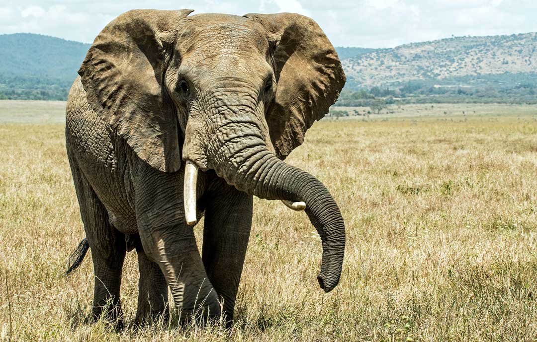 Pilanesberg Safari Park Elephant