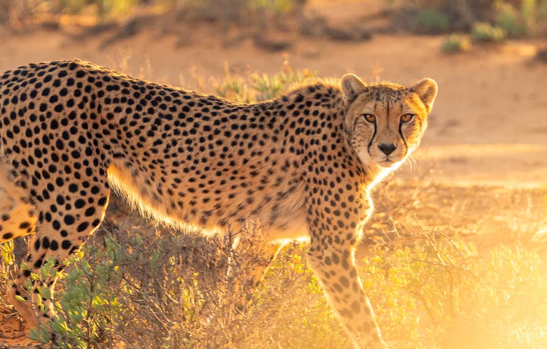 Pilanesberg Safari Park Cheetah