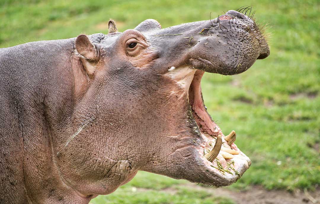 Pilanesberg Safari Park Hippo