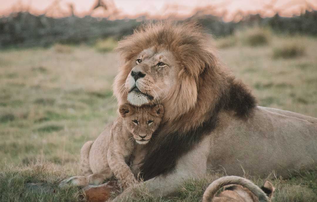 Pilanesberg Safari Park Lion