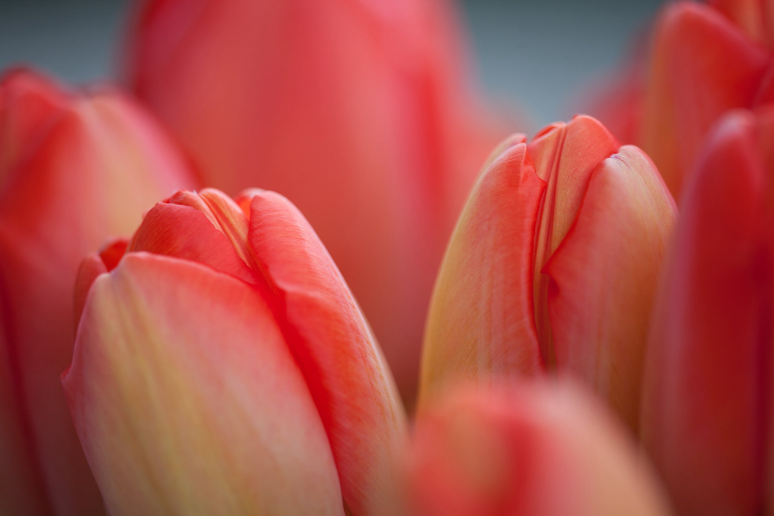 Red orange tulips close up cremation urn reference