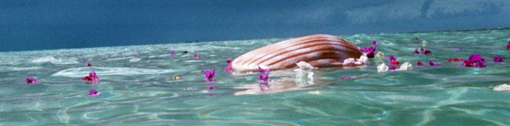 Biodegradable shell urn floating in water with flower petals.