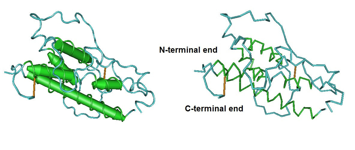 HUMAN GROWTH HORMONE