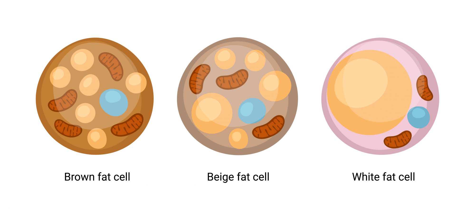 BROWN FAT