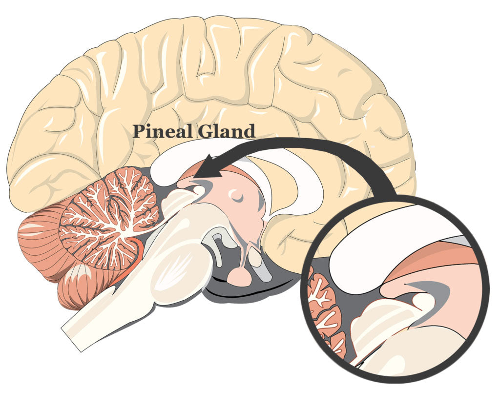 PINEAL GLAND