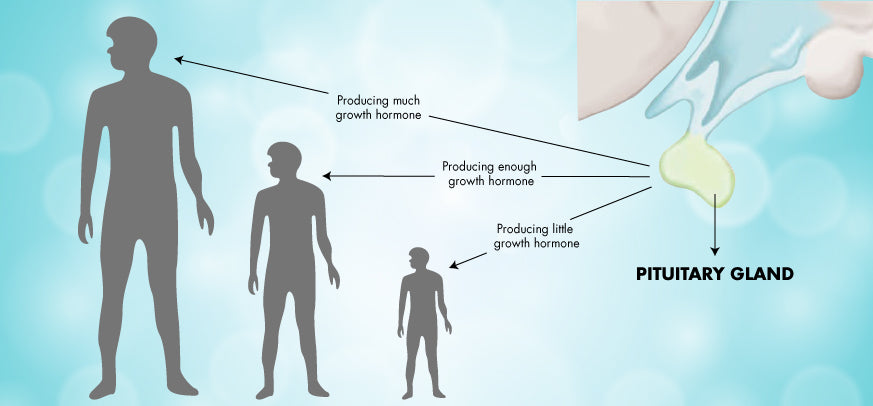 HUMAN GROWTH HORMONE
