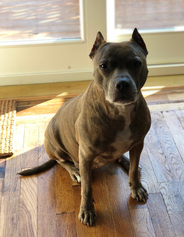 rescue chocolate