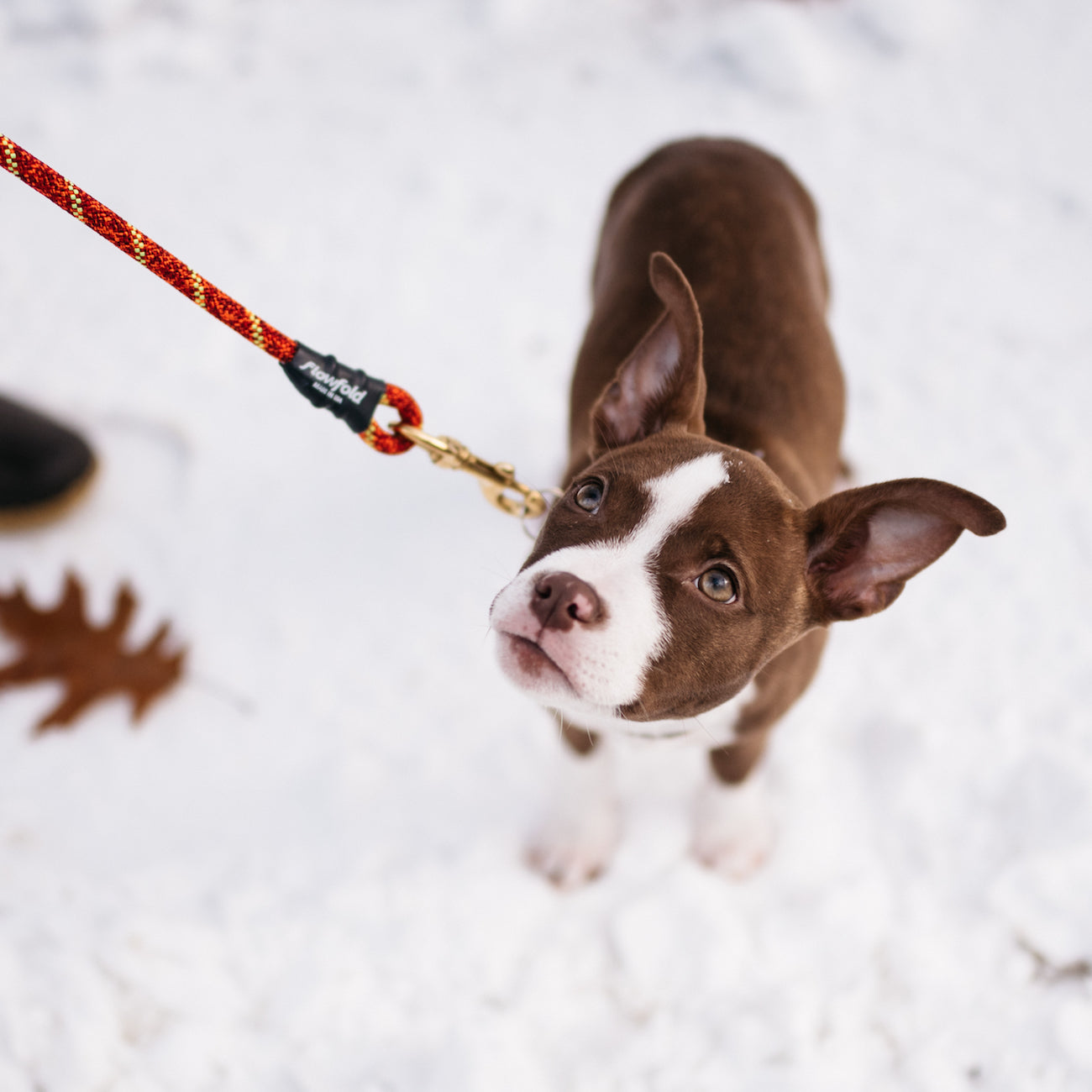 recycled climbing rope dog collar