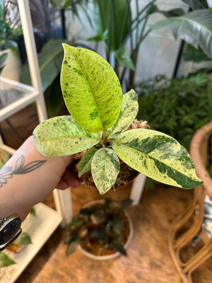 4" Ficus Shivereana - Botanica