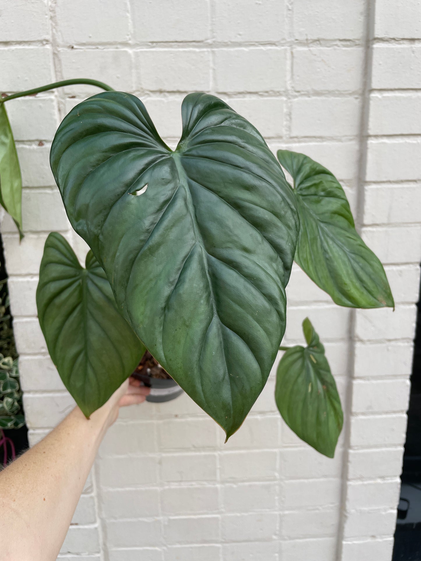 Philodendron Sp Silver Colombia 6 Botanica
