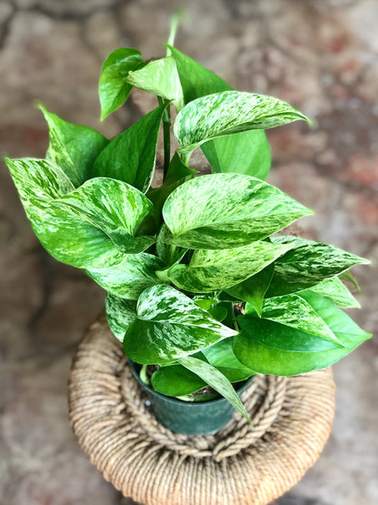 Marble Queen Pothos 4