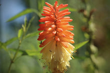 Load image into Gallery viewer, Kniphofia/Red Hot Poker
