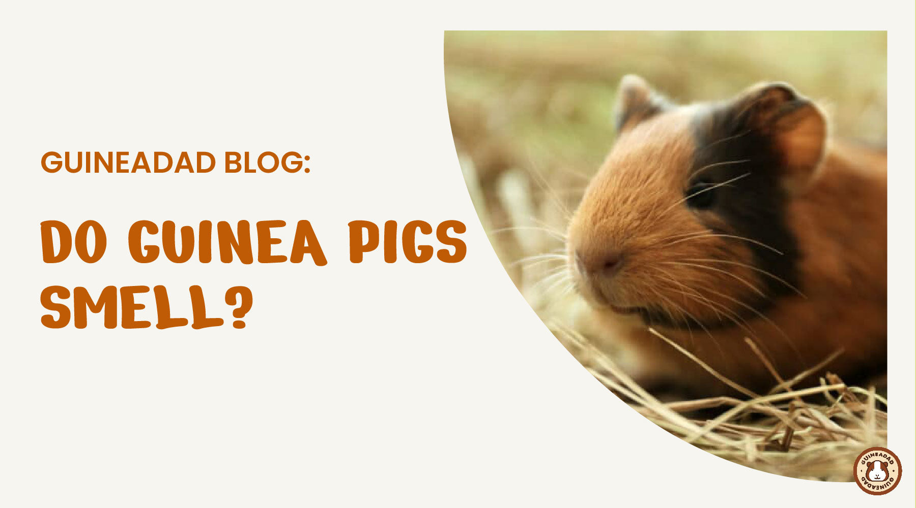 Do guinea pigs smell? GuineaDad