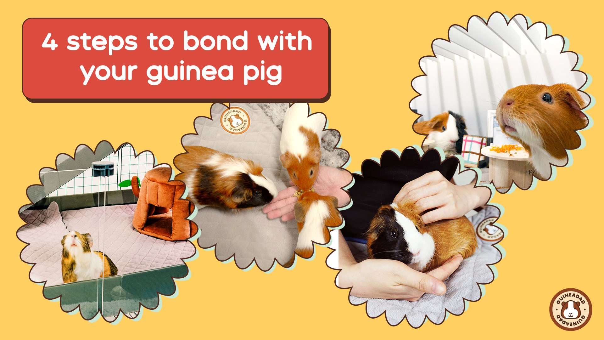 4 Steps to Bond With Your Guinea Pigs (2023 Update!) GuineaDad