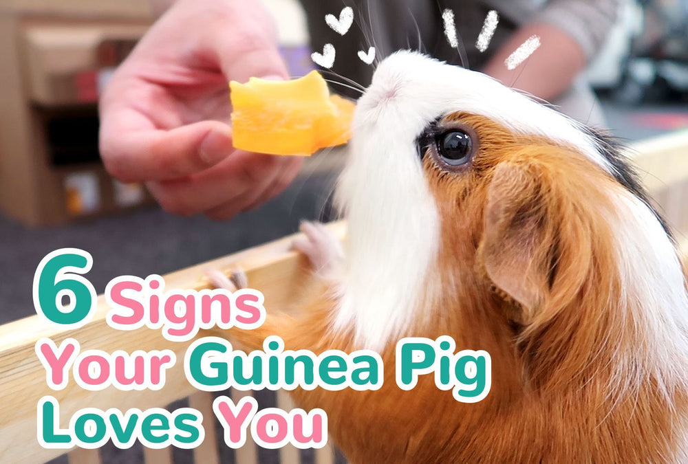 how do i get my guinea pig to like me