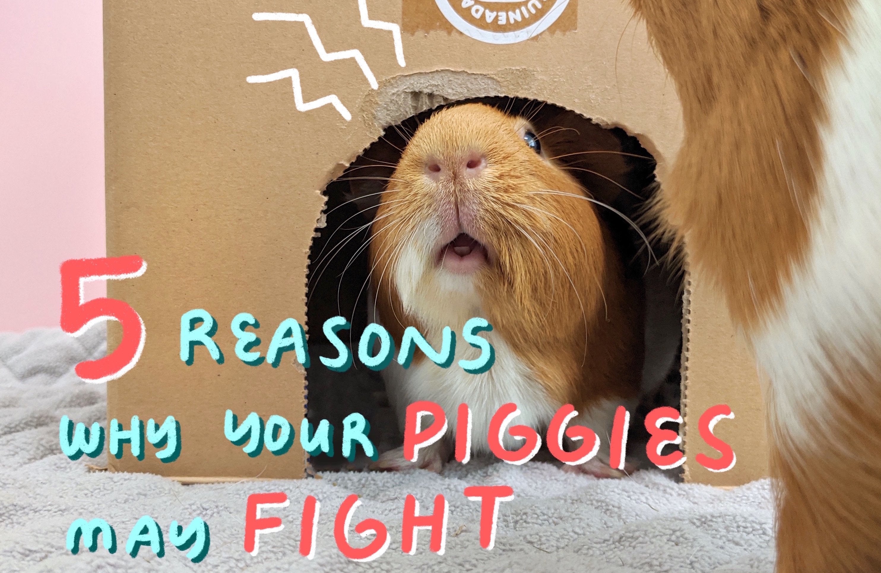 aggressive guinea pig