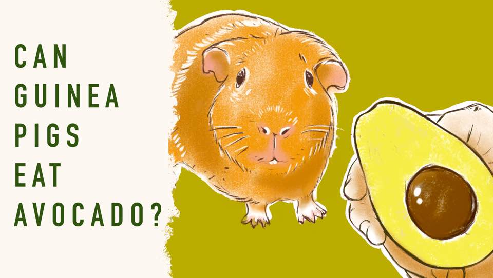 Can Guinea Pigs Eat Avocado Guineadad