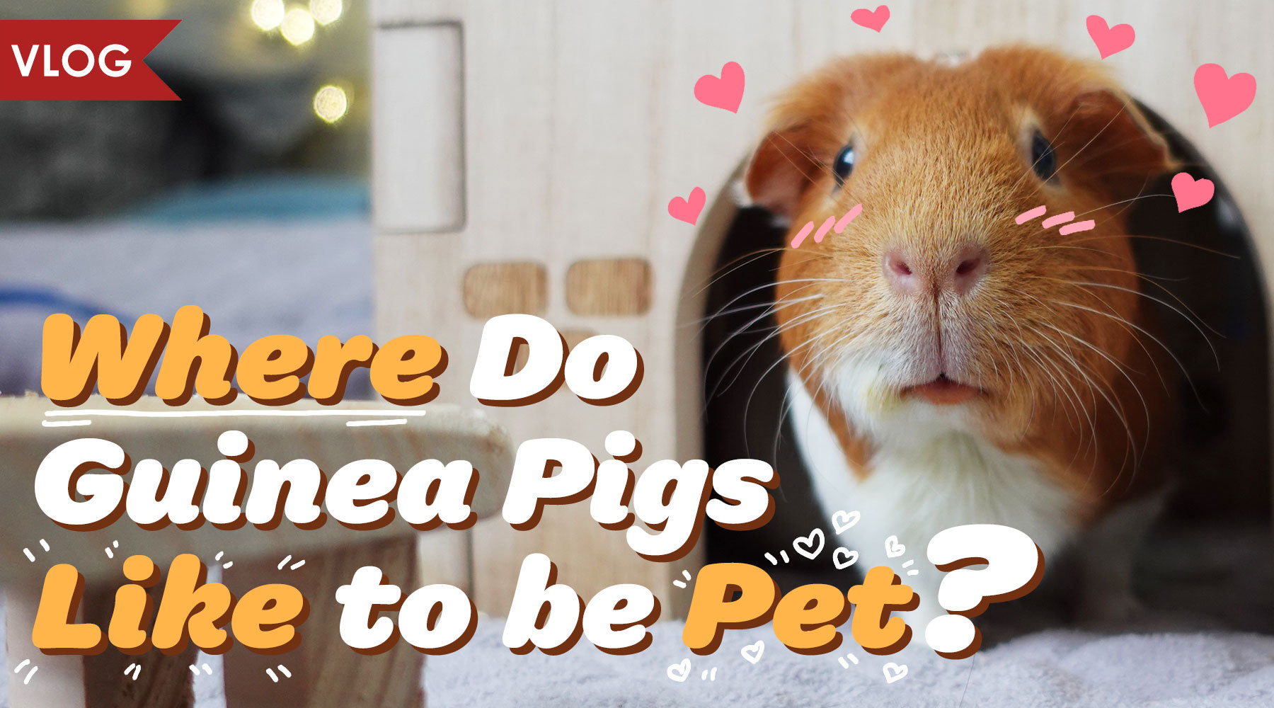 can guinea pigs bond with dogs