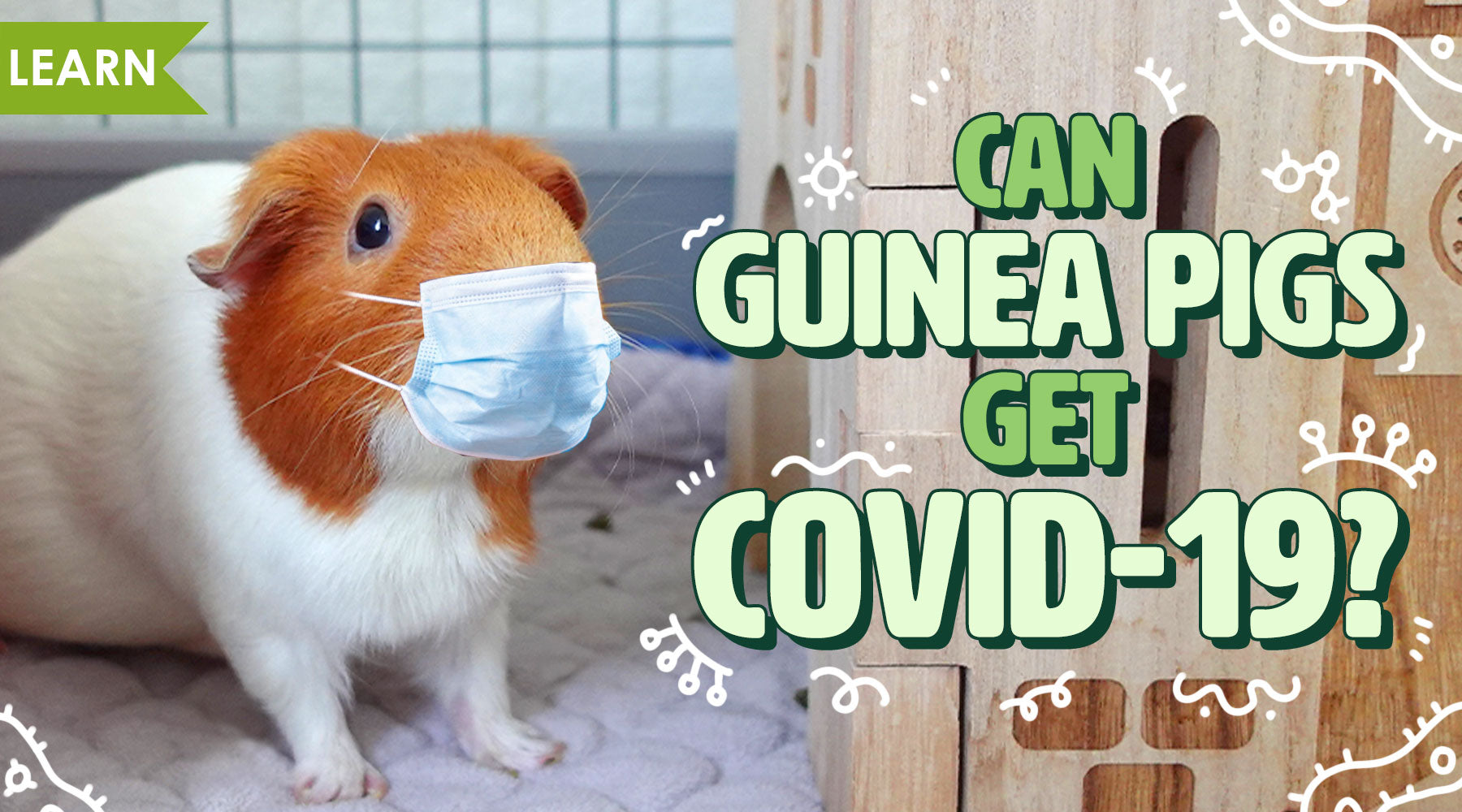 can guinea pigs transmit diseases to dogs