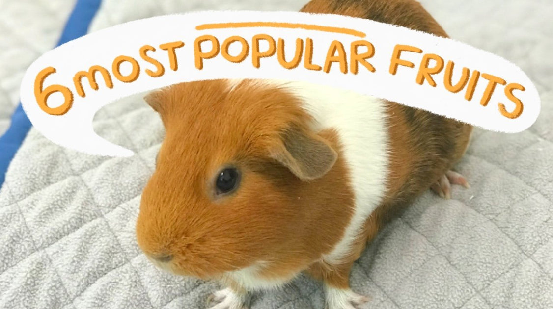 6 Most Popular Fruits for Guinea Pigs GuineaDad