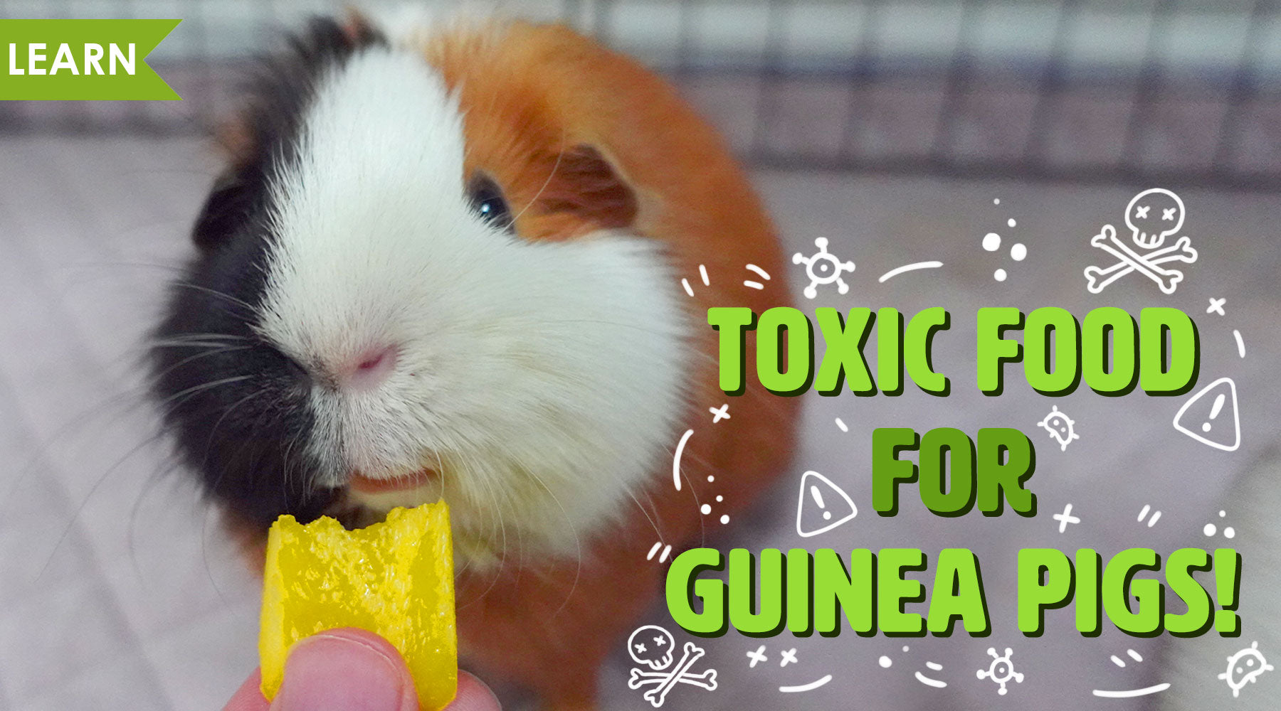 do guinea pigs like dog treats