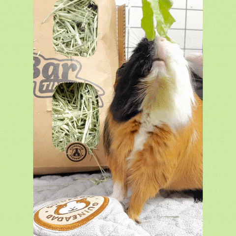Guinea Pig Eating Lettuce with the GuineaDad hay bar in the background