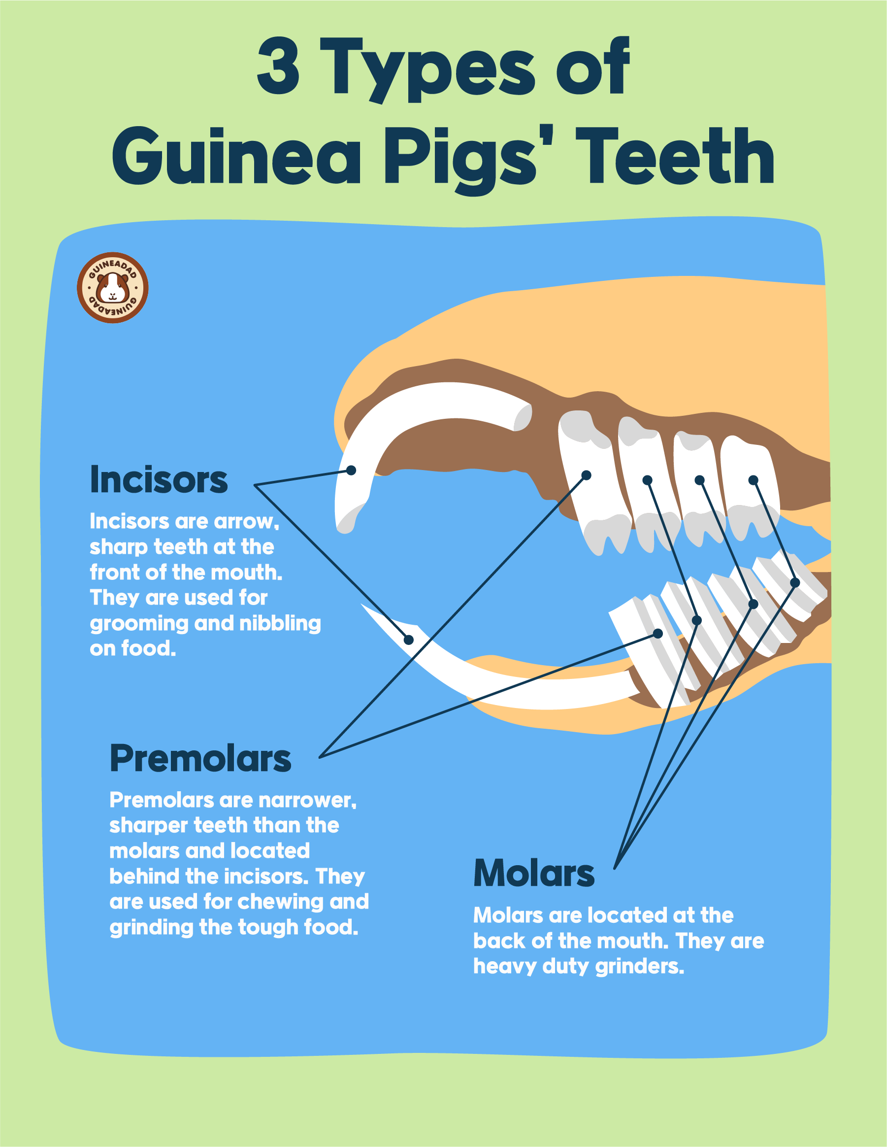 3 Types of Guinea Pigs' Teeth