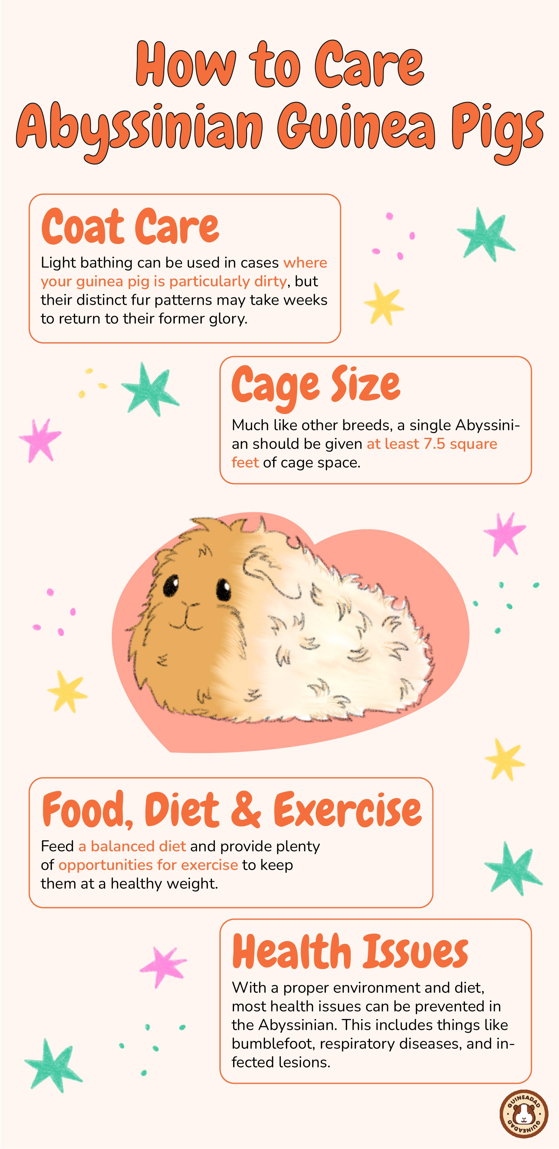 How to Care Abyssinian Guinea Pig
